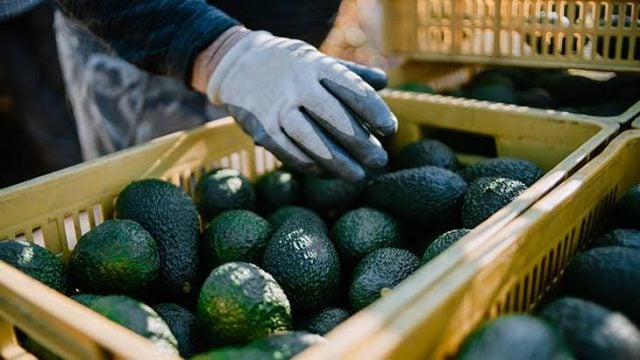 AMLO celebra levantamiento del freno a exportación de Aguacate