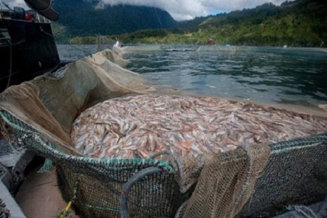 Cuestionan certificaciones de sustentabilidad a industria salmonera: Miles de personas solicitan urgentes cambios