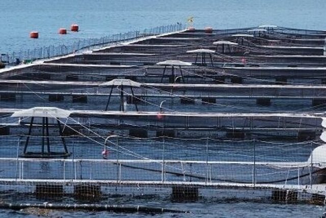 ¿Moratoria a la Ley Lafkenche o a la expansión salmonera? El intenso conflicto de empresas acuícolas en la Patagonia