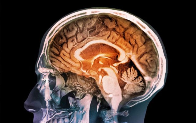 Estudio revela crecimiento constante del cerebro humano y su impacto en salud