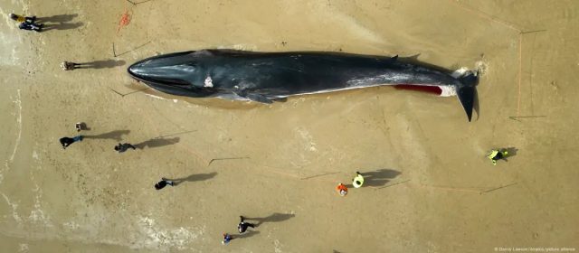 Sacrifican a 12 ballenas varadas en Escocia para evitar sufrimiento