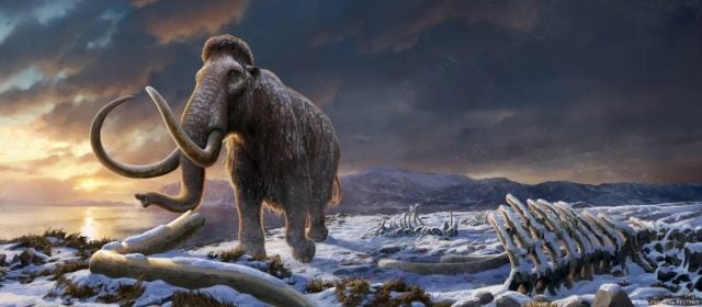 Científicos reconstruyen genoma 3D del mamut lanudo extinto