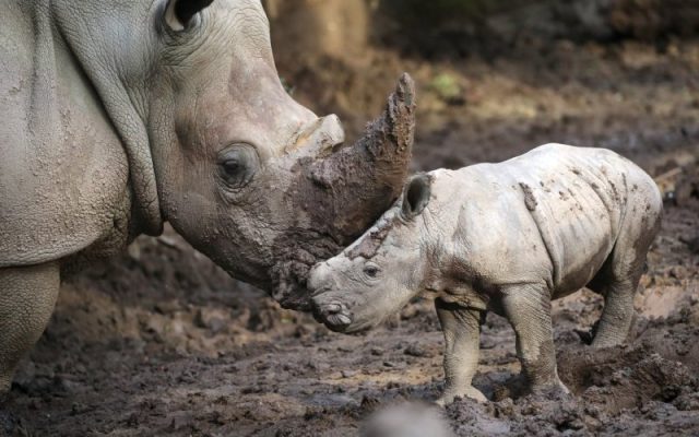 ¡Bienvenido Silverio! Nace en Chile la tercera cría de un rinoceronte blanco en toda Sudamérica