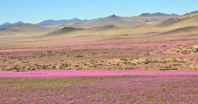 Desierto Florido bajo amenaza: Turista imprudente destruye flores endémicas por una selfie