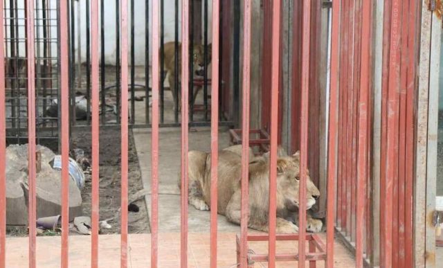 Leones rescatados en operativo en Cuernavaca son trasladados a Puebla