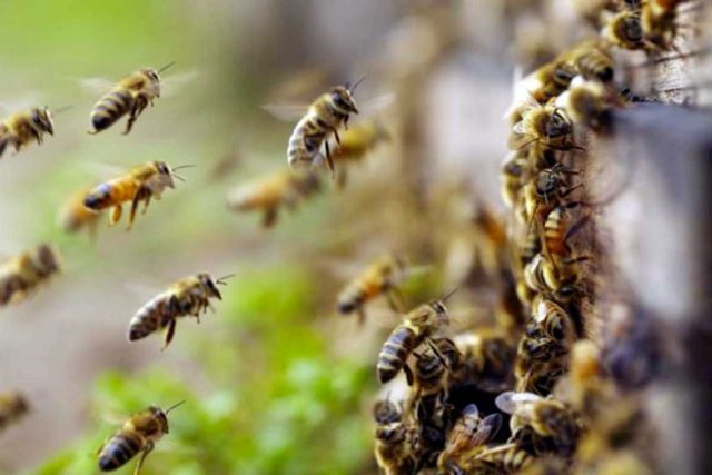 Un muerto y 17 heridos por ataque de abejas en Sinaloa