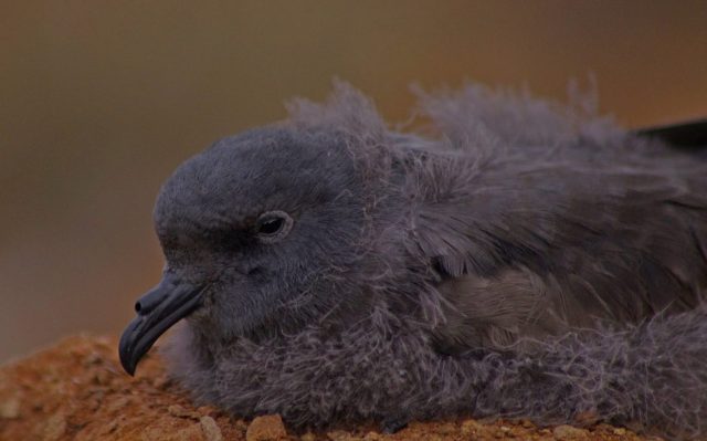 Impacto ambiental ignorado: SMA frena proyecto solar por violar medidas de protección de especies en peligro