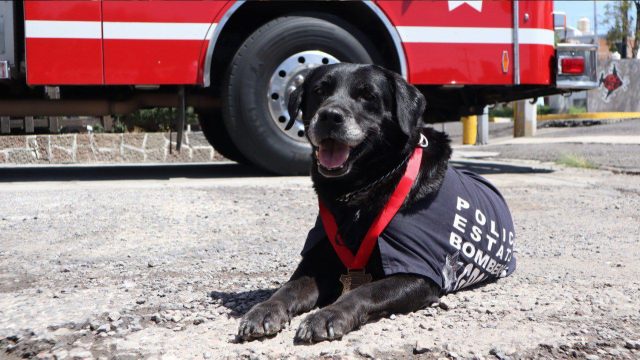 ¡Adiós, heroína! SSP rinde homenaje a «Dana», la perra rescatista