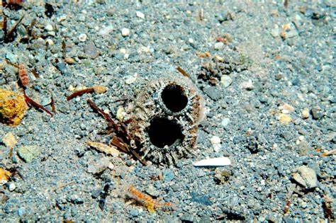 Microplásticos invaden la Antártica: Almejas muestran altos niveles de contaminación