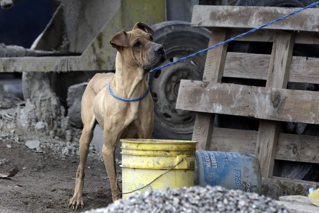 Día Mundial del Perro: 70% de perros en México viven en la calle