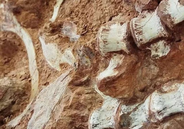 Descubren en Brasil uno de los fósiles de dinosaurio más antiguos