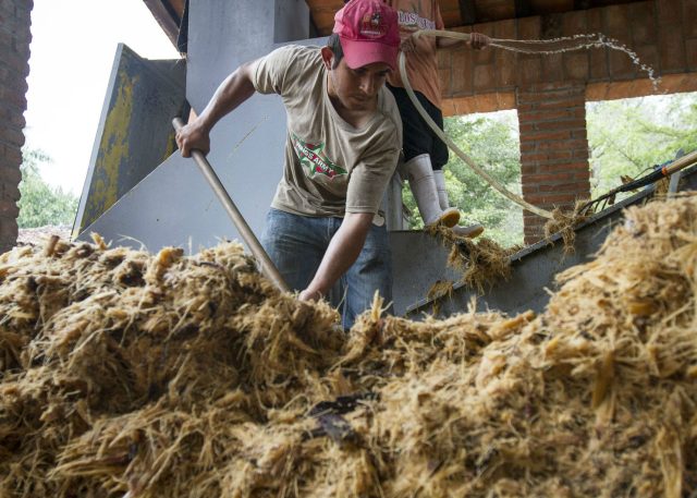 Investigadores obtienen biocombustibles del bagazo de agave