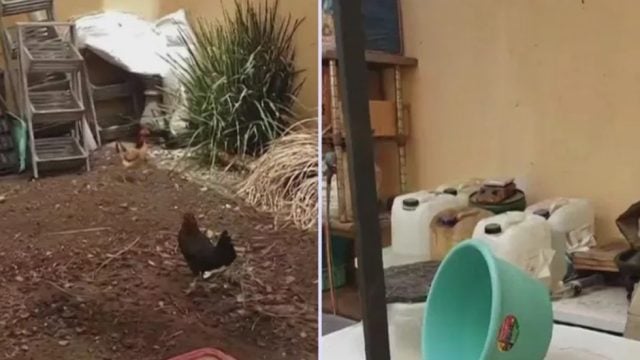 Detienen a hombre por probar drogas fabricadas en gallinas