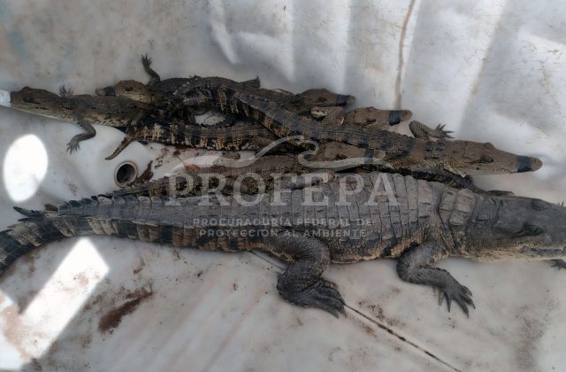 ¡Cocodrilos a la vista! Reubican a reptiles varados en calles de Tamaulipas