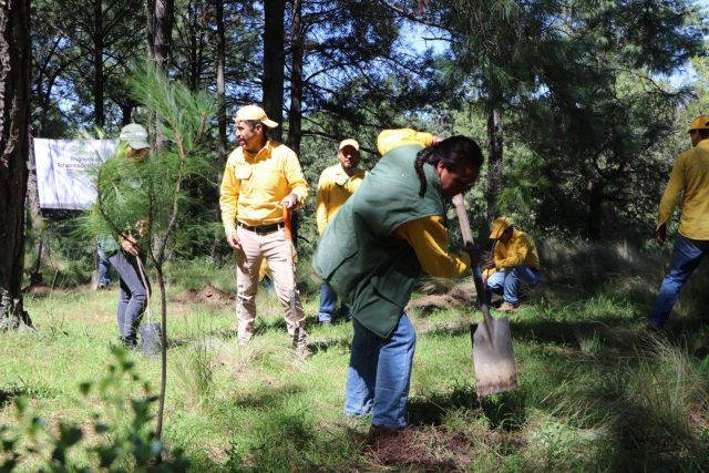 Gobierno poblano reforestará ecorregión Mixteca con 300 mil plantas