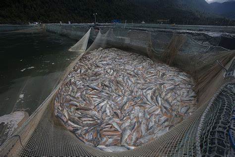 Informe crítico: Salmoneras chilenas en el ojo del huracán por alto uso de antibióticos