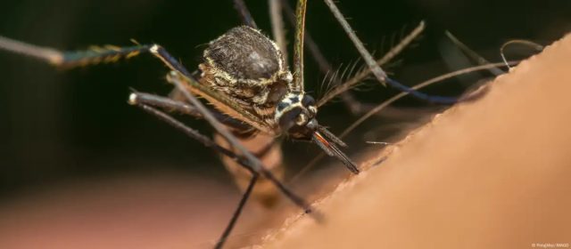 Mosquito Aedes Aegypti usa infrarrojo para localizar humanos