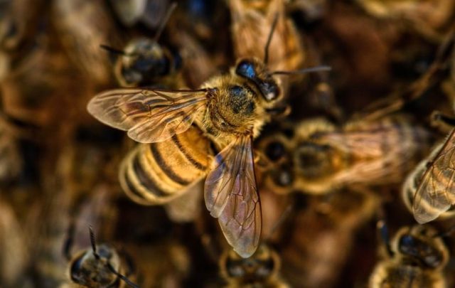 Aumentan ataques de abejas en Sinaloa; dos víctimas mortales registradas