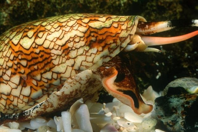 Veneno de caracol marino podría revolucionar el tratamiento de diabetes