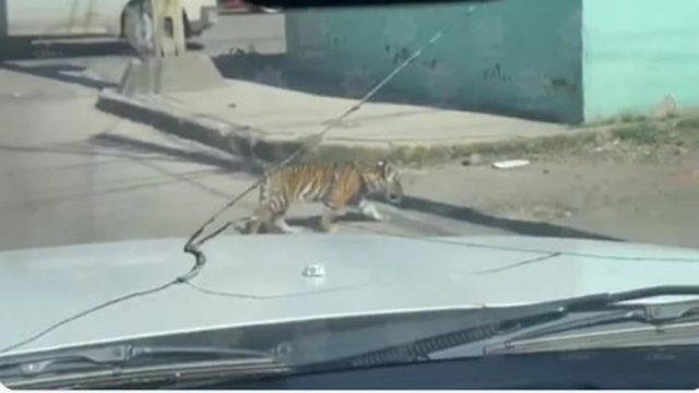 Cachorro de tigre sorprende en calles de Durango | VIDEO