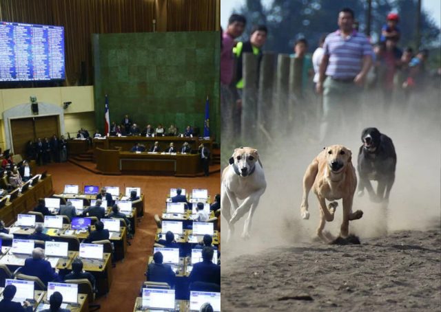 Estos son los diputados que votaron en contra por del proyecto que prohibía las carreras de perros galgos