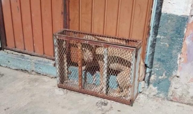 Rescata «Clínica del Perro Callejero» a perrita enjaulada en San Manuel