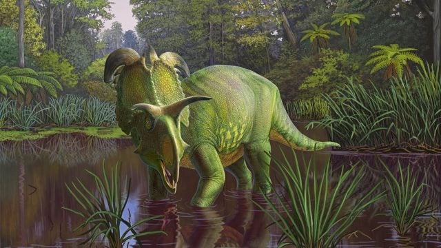 ‘Loki’: nuevo dinosaurio con cuernos gigantes descubierto en Montana