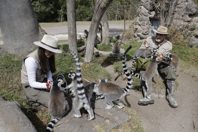 Africam Safari regala entrada vitalicia a medallistas mexicanos de París 2024