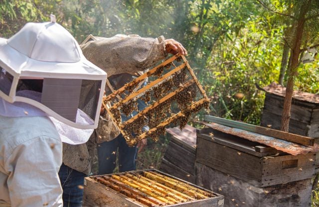 Apicultores mexicanos enfrentan amenaza por miel china rebajada