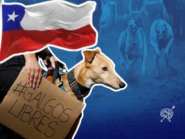 Carreras de galgos en Chile: «Tradición» que esconde maltrato y sufrimiento animal