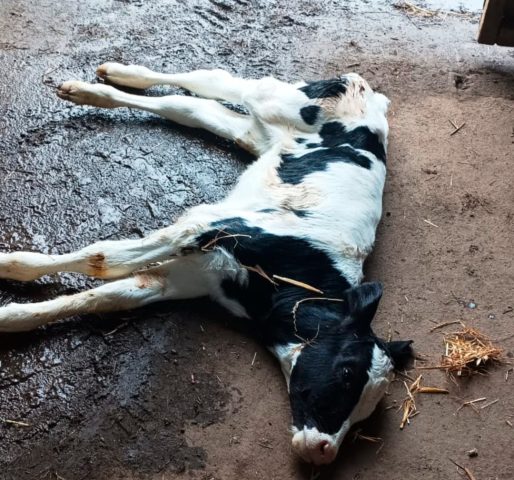 Alimentan terneros con leche insalubre: ONG destapa escándalo en granja de Los Lagos