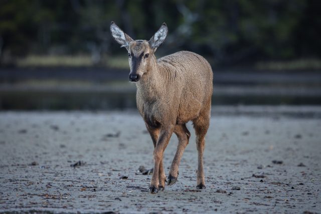 Encuentro inesperado: joven huemul avistado en el futuro Parque Nacional Cabo Froward