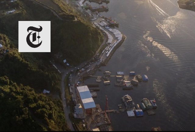 The New York Times destapa los devastadores impactos de la salmonicultura en la Patagonia chilena