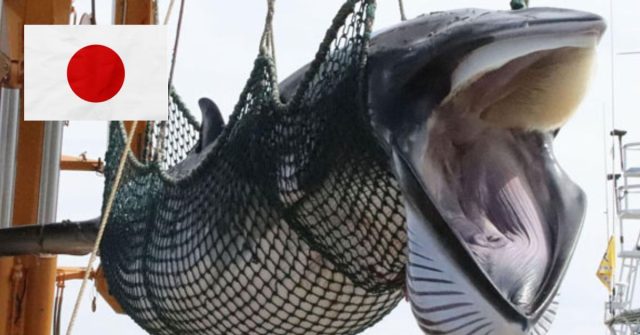 Detener la caza de ballena por parte de Japón