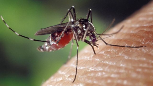 Aumentan casos del virus del Nilo Occidental en verano por mosquitos