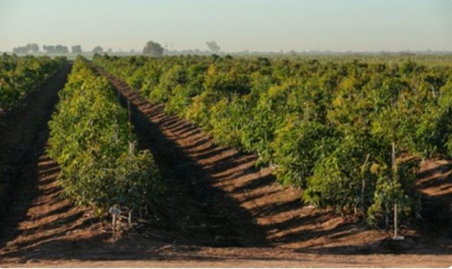 Campos de aguacate