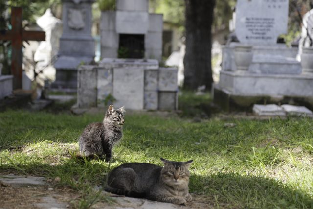 Activista poblana llama la atención de gobierno y sociedad sobre situación de gatos en Cementerio Municipal