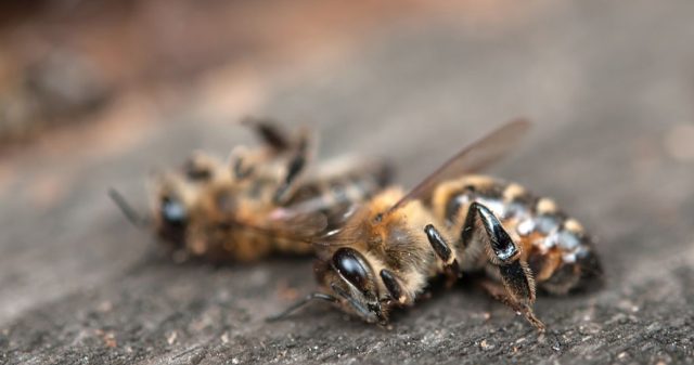 Apicultor hace historia al ganar demanda por  muerte de abejas tras uso indebido de plaguicidas