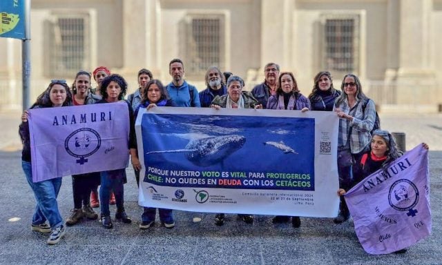 Triunfo ciudadano: Chile pagó deuda y podría votar en asamblea internacional por la protección de las ballenas