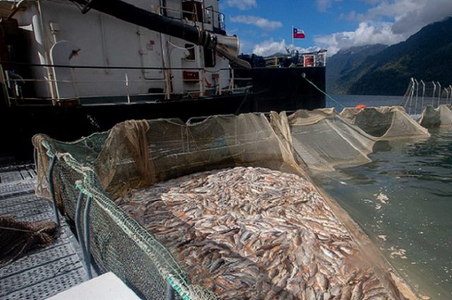 Cobertura internacional a conflicto salmonero en Patagonia chilena: Nuevas denuncias exponen graves impactos