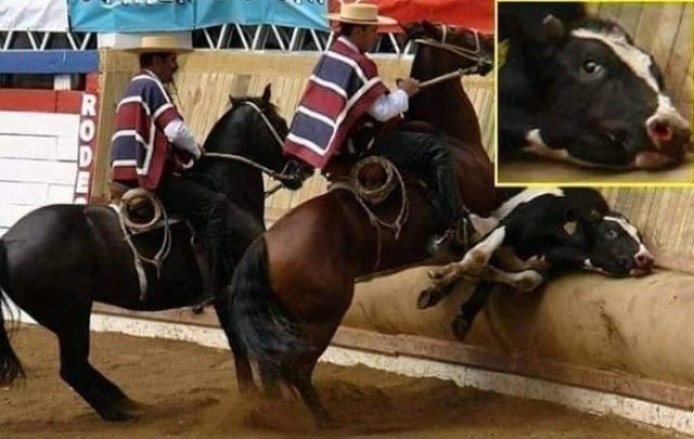 Por Fiestas Patrias sin crueldad animal: Activistas exigen fin al rodeo y carreras de perros