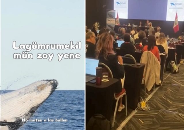 Mensaje mapuche estremeció encuentro mundial sobre ballenas: “Lagümrumekilmün zoy yene”