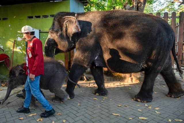 Namibia sacrifica animales salvajes para combatir la crisis alimentaria