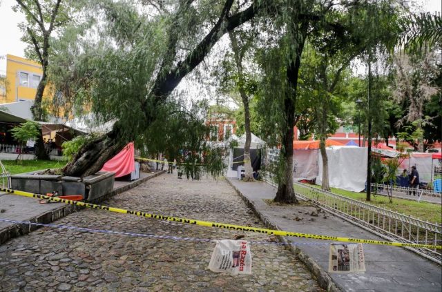 Para prevenir siniestros, Ayuntamiento de Puebla se dispone a derribar casi 3 mil árboles desahuciados