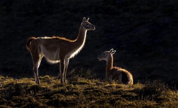 Guanacos