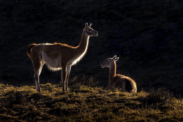 Guanacos