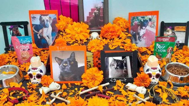 Invitan a recordar a mascotas fallecidas mediante ofrendas con elementos tradicionales y novedosos