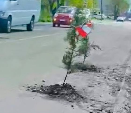 Curicano planta árboles en baches y exige mejoras viales: la protesta que incomoda a las autoridades