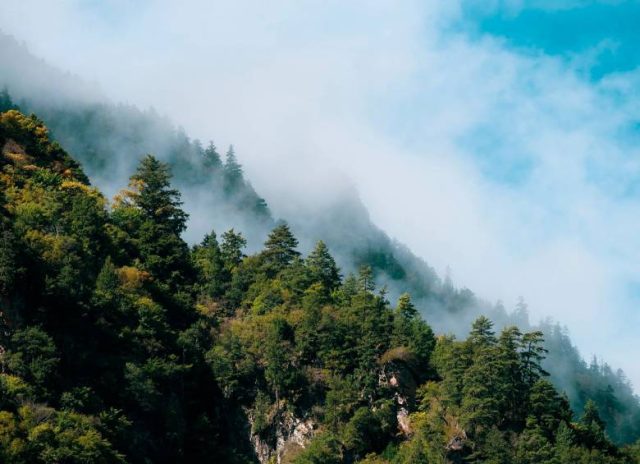 “Paz con la naturaleza”: COP16 revela que 38% de los árboles están al borde de la extinción