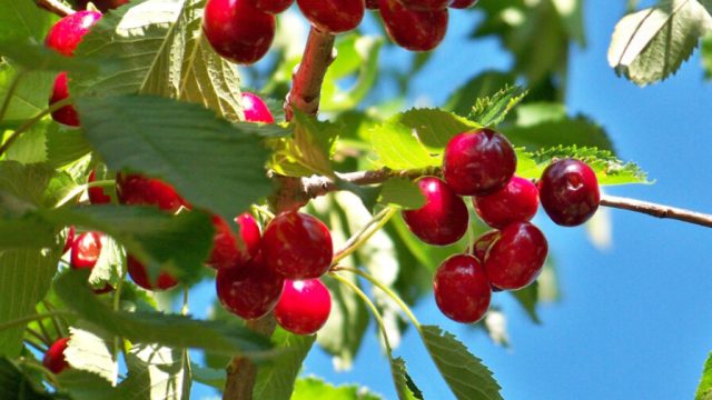 cerezas